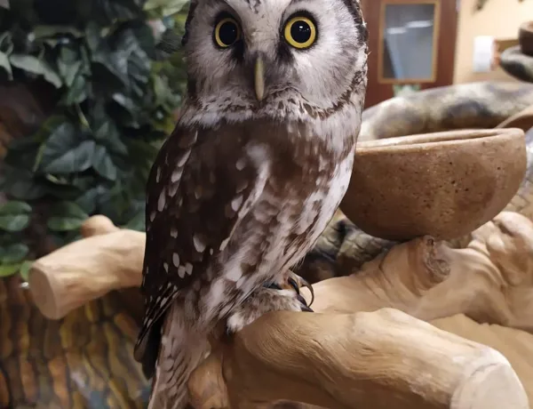 Tengmalm Owl