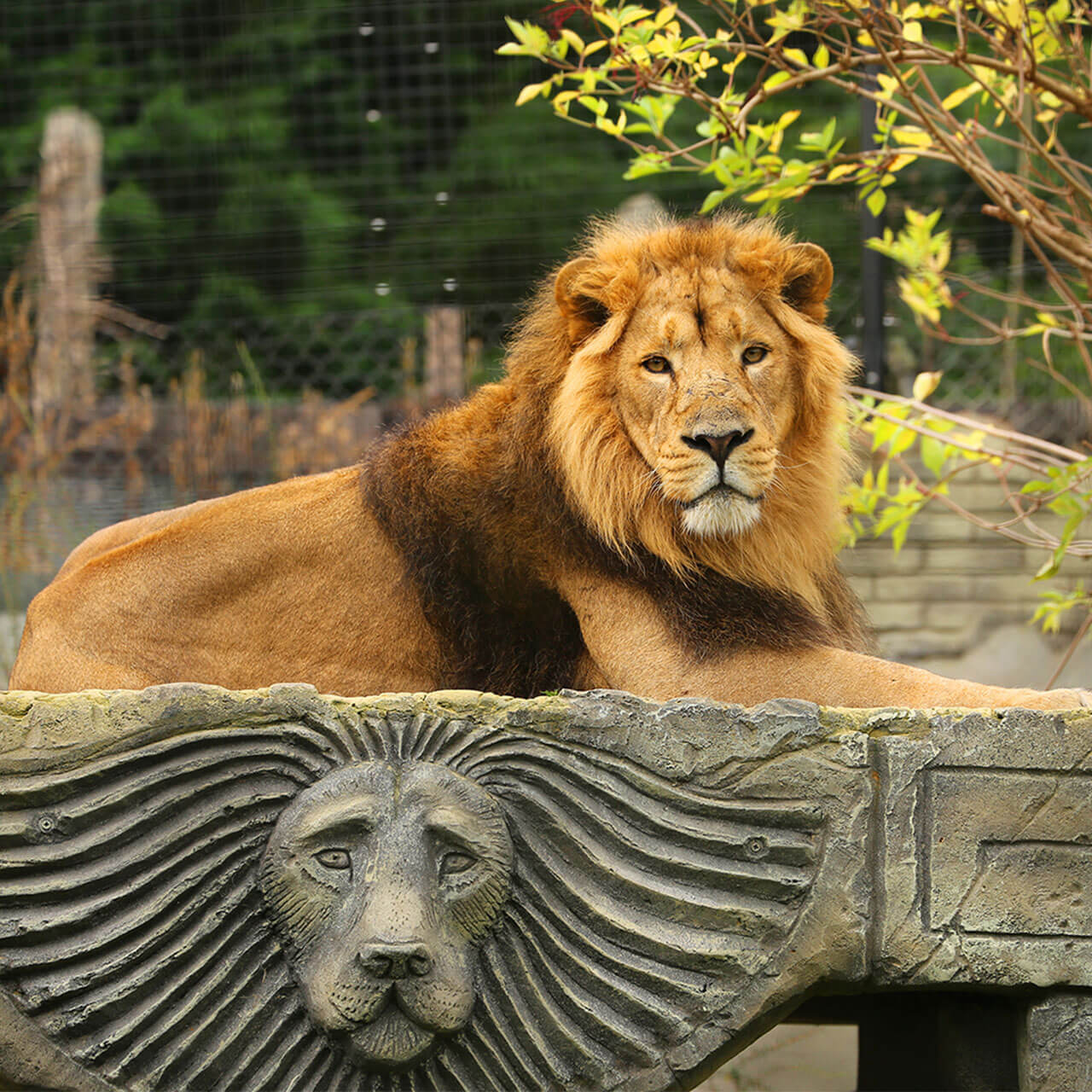 Chessington Zoo Lion