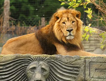Chessington Zoo Lion