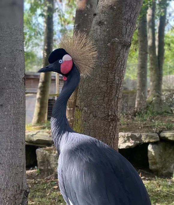 Black Crowned Crane