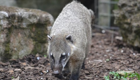 Chessington Zoo Coati