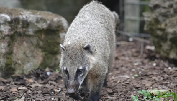 Chessington Zoo Coati