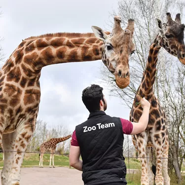 Chessington World of Adventures Resort prepares to reopen - Zoo Keeper feeds giraffe