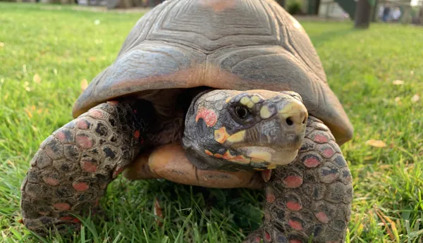 Red Footed Tortoise