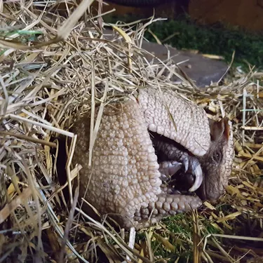 Smaller Baby Armadillo