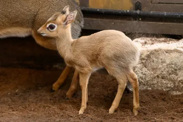New Baby Dik Dik
