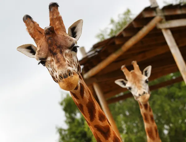 zoo-sea-life-aquarium-attraction-chessington-surrey