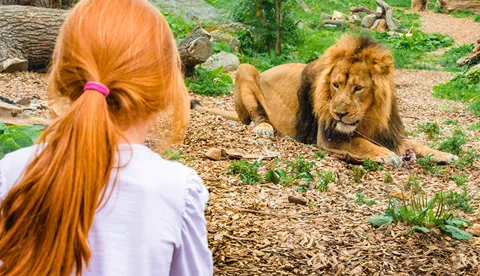 Chessington Zoo Lions