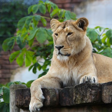 Lion Rani