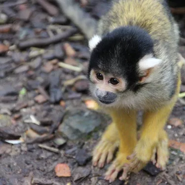 Bolivian Squirrel Monkey (9)