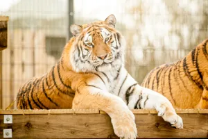 Amur Tiger