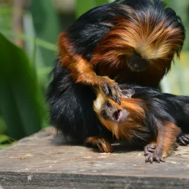 Golden Headed Tamarin