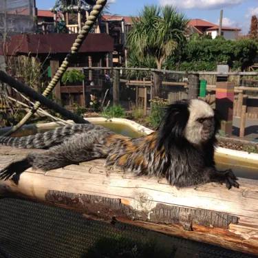 Geoffreys Marmoset (7)