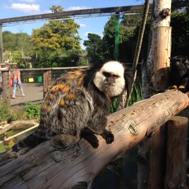 Geoffreys Marmoset (1)