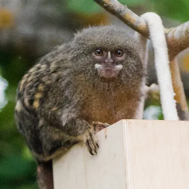 Pygmy Marmoset