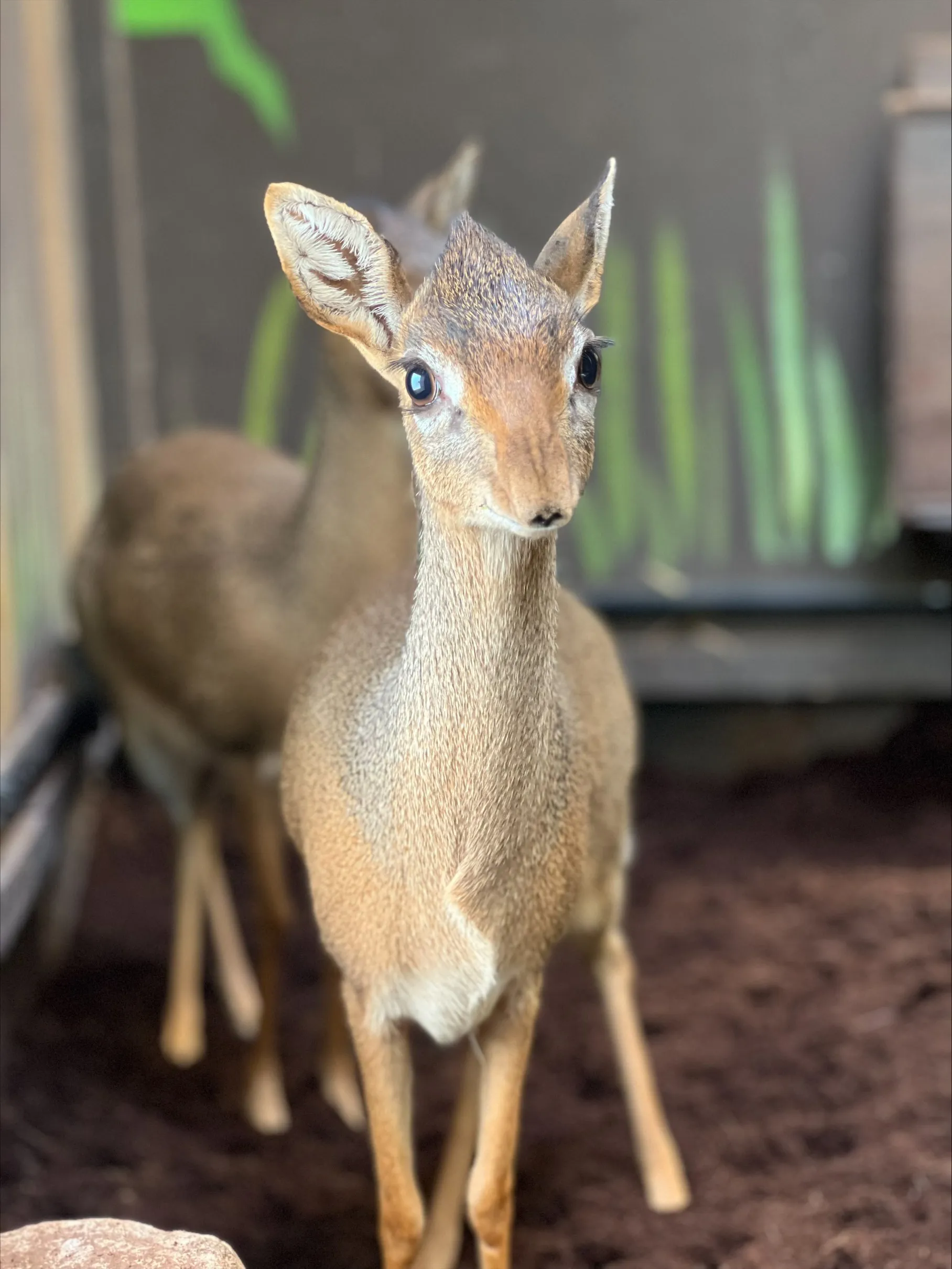 Kirk's Dik Dik