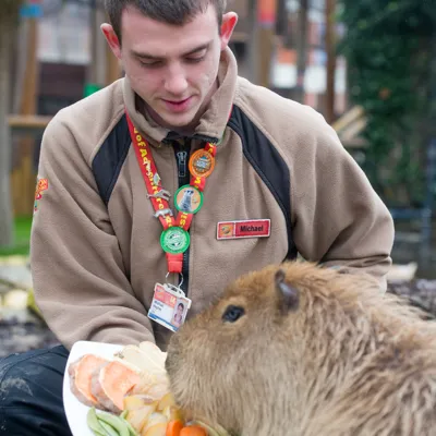 Capybaras