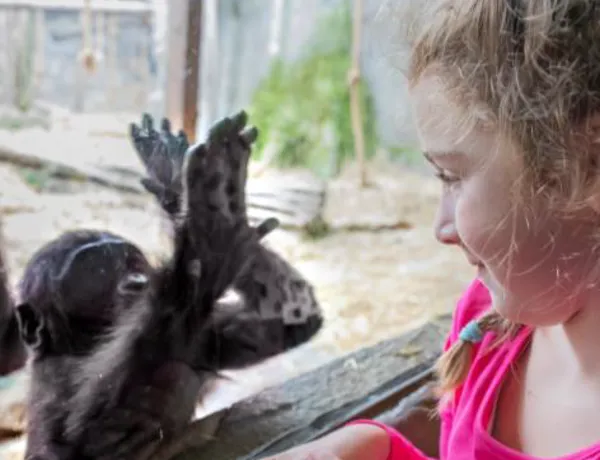 Kid Monkey Zoo