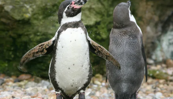 Zoo SEA LIFE Aquarium Attraction Chessington Surrey zoo-sea-life-aquarium-attraction-chessington-surrey