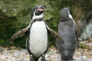 PENGUINS 002