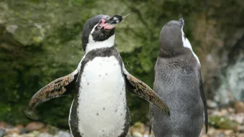 PENGUINS 002
