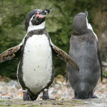 PENGUINS 002