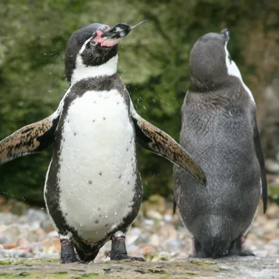 PENGUINS 002