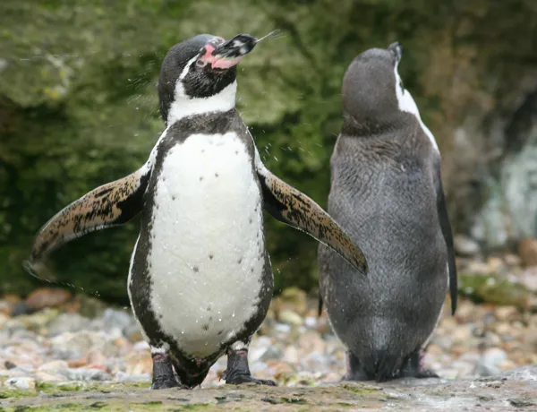 PENGUINS 002