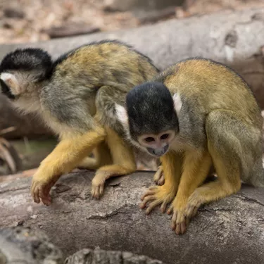 Bolivian Squirrel Monkey (2)