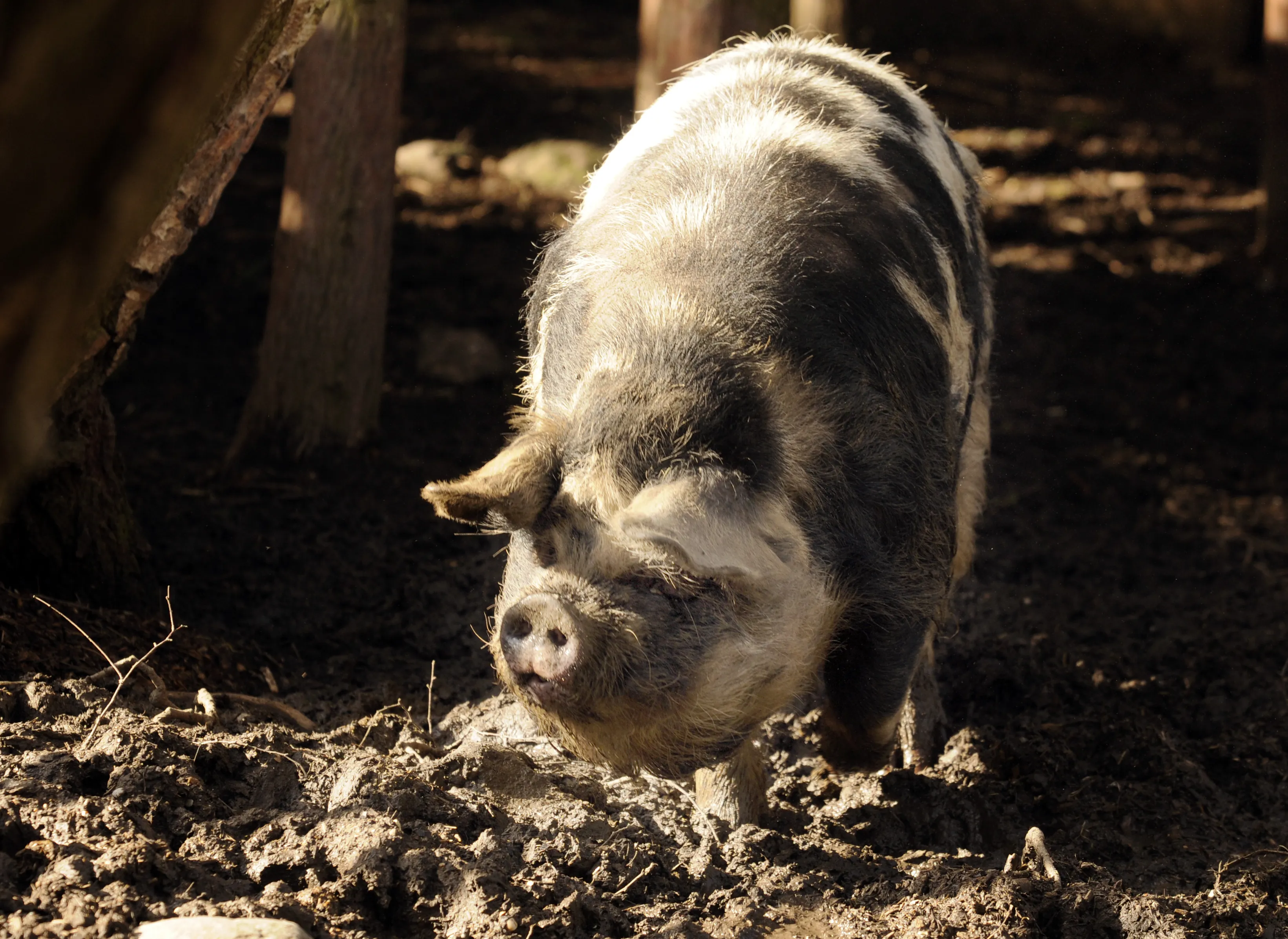 Kunekune Pig in the Yoohoo Children’s Zoo in our Chessington Zoo