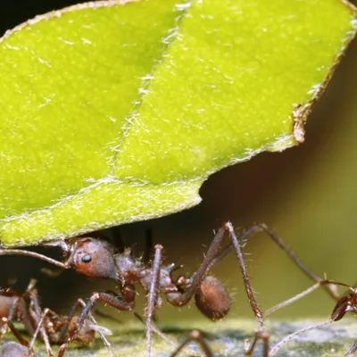 Leafcutter Ants