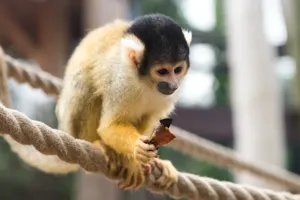 Bolivian Squirrel Monkey