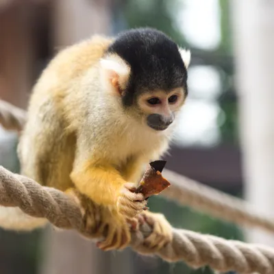 Bolivian Squirrel Monkey