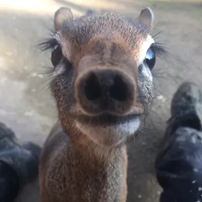 Kirk's Dik Dik Elliot