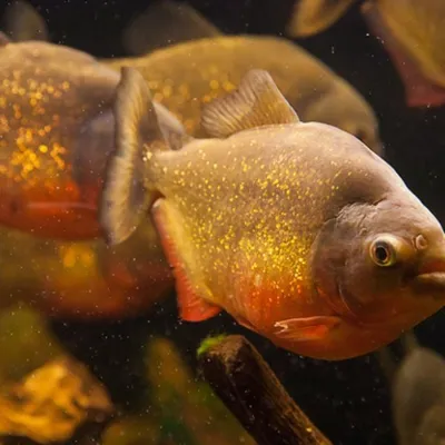 Red Bellied Piranha