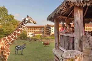 Chessington Zoo Giraffe Encounter