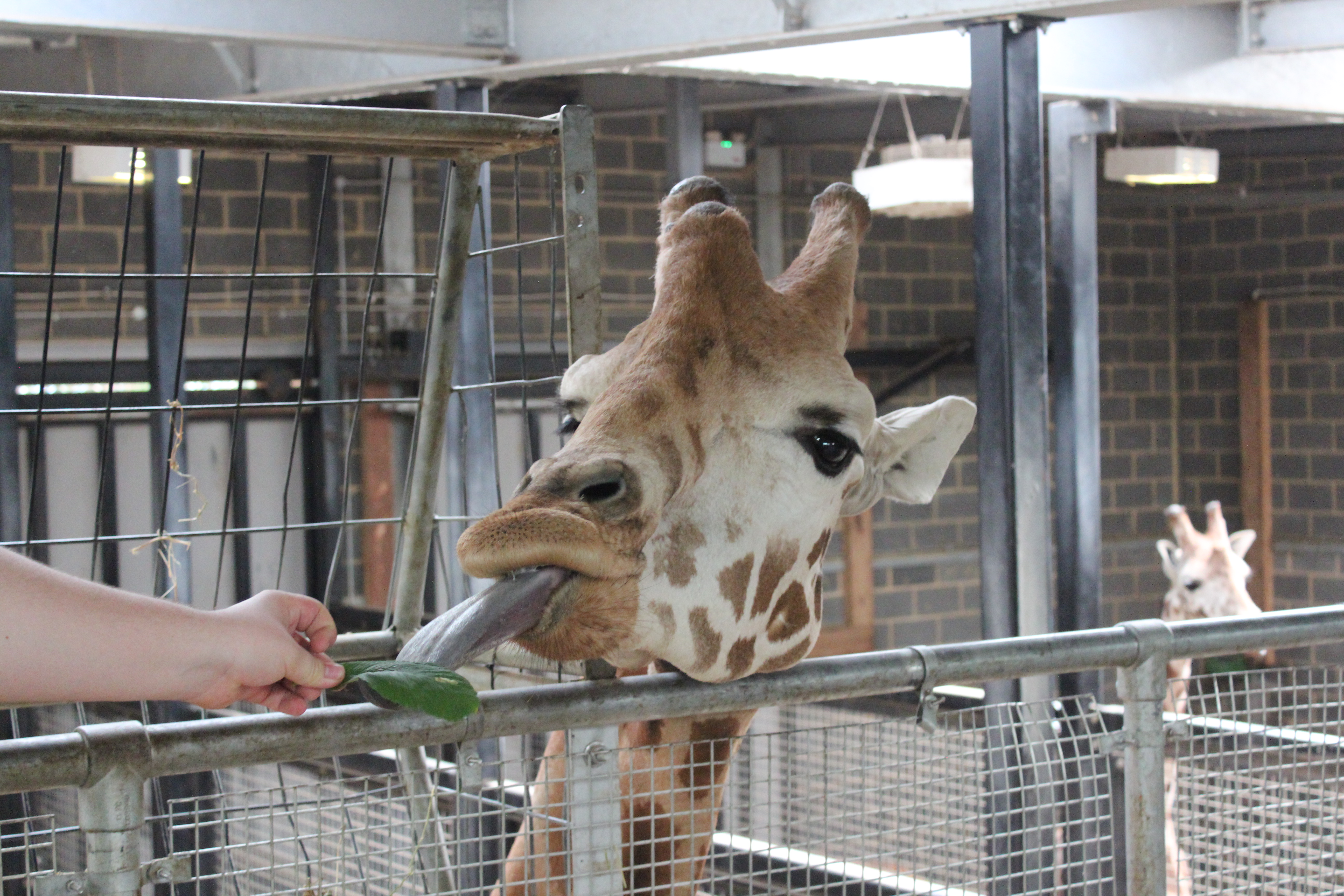Animal Experiences & Encounters | Chessington Zoo