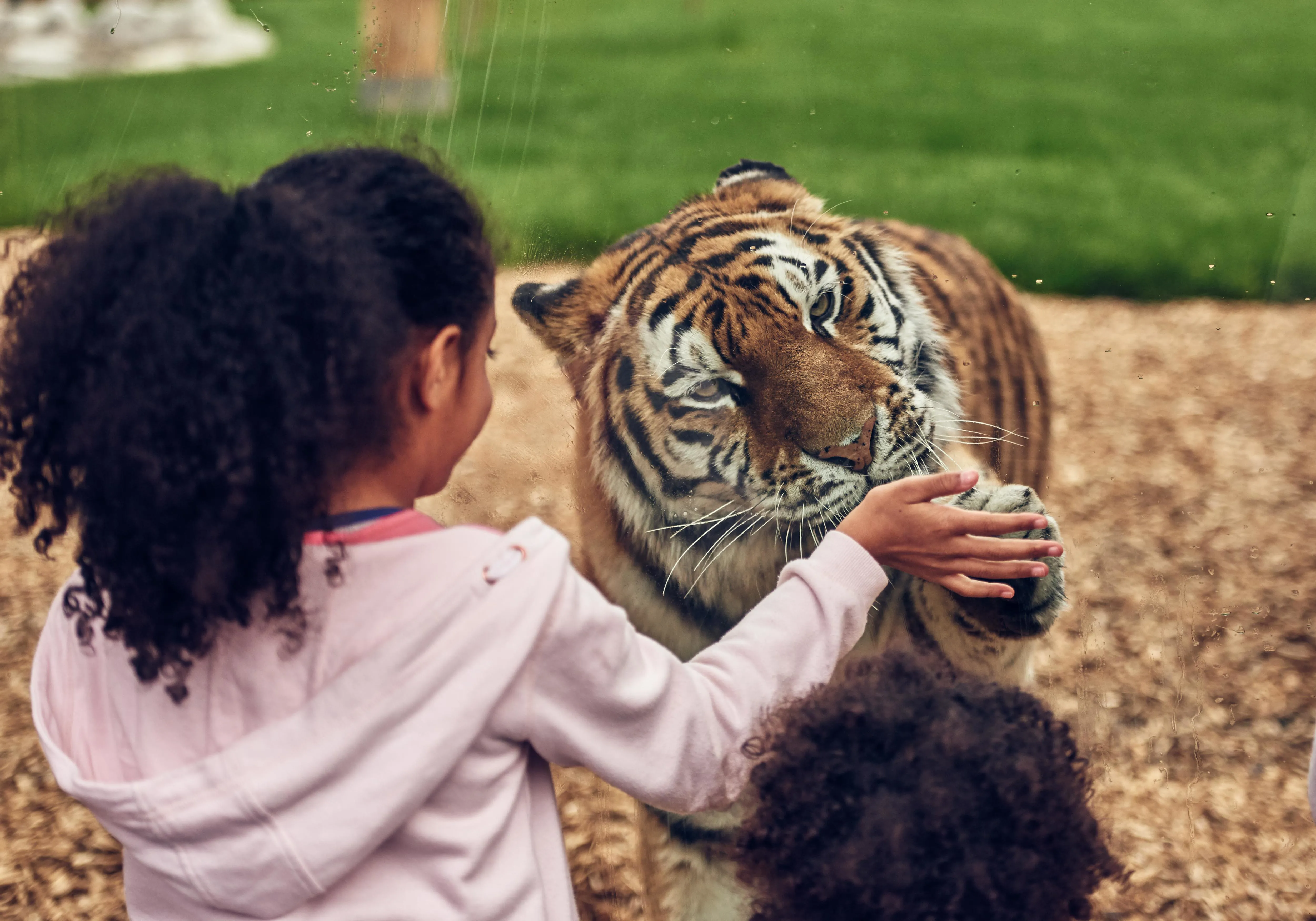 Land Of The Tiger And Tiger Rock At Cwoar (7)