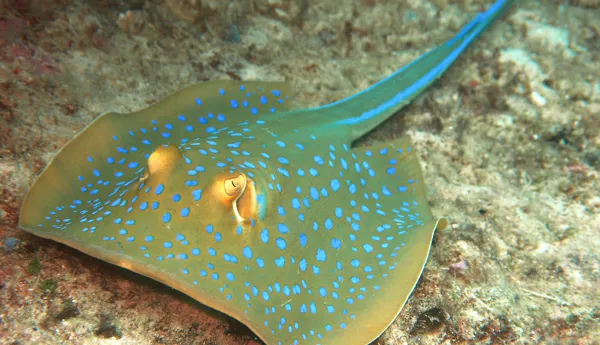 Blue Spotted Ray