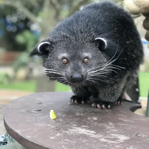Binturong Jackson