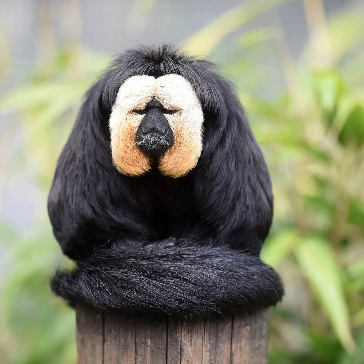 Saki Monkey at Chessington Zoo