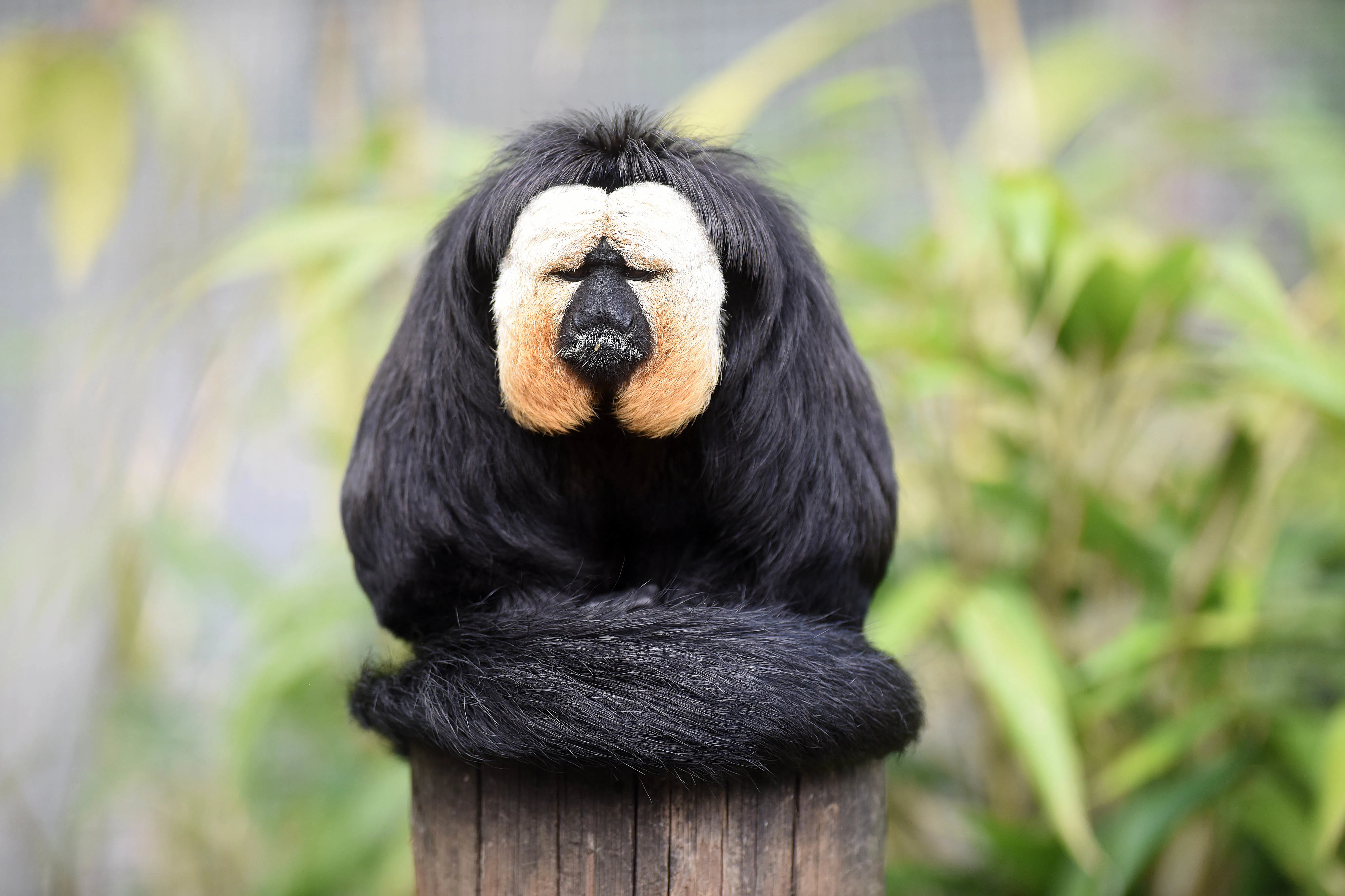 Saki Monkey at Chessington Zoo