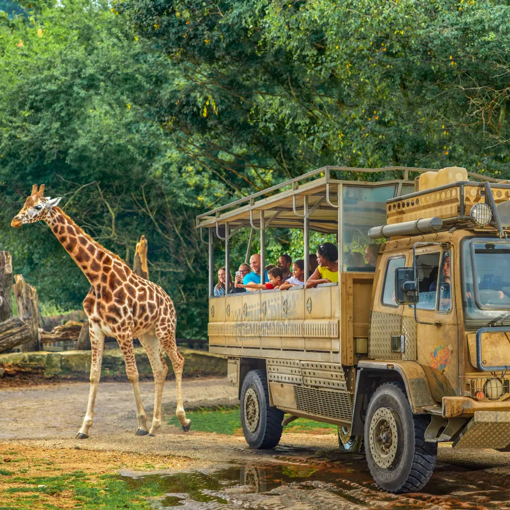 Giraffe (1)