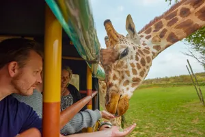 Feeding Giraffe At Chessington World Of Adventures Resort