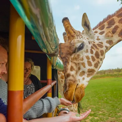 Feeding Giraffe At Chessington World Of Adventures Resort