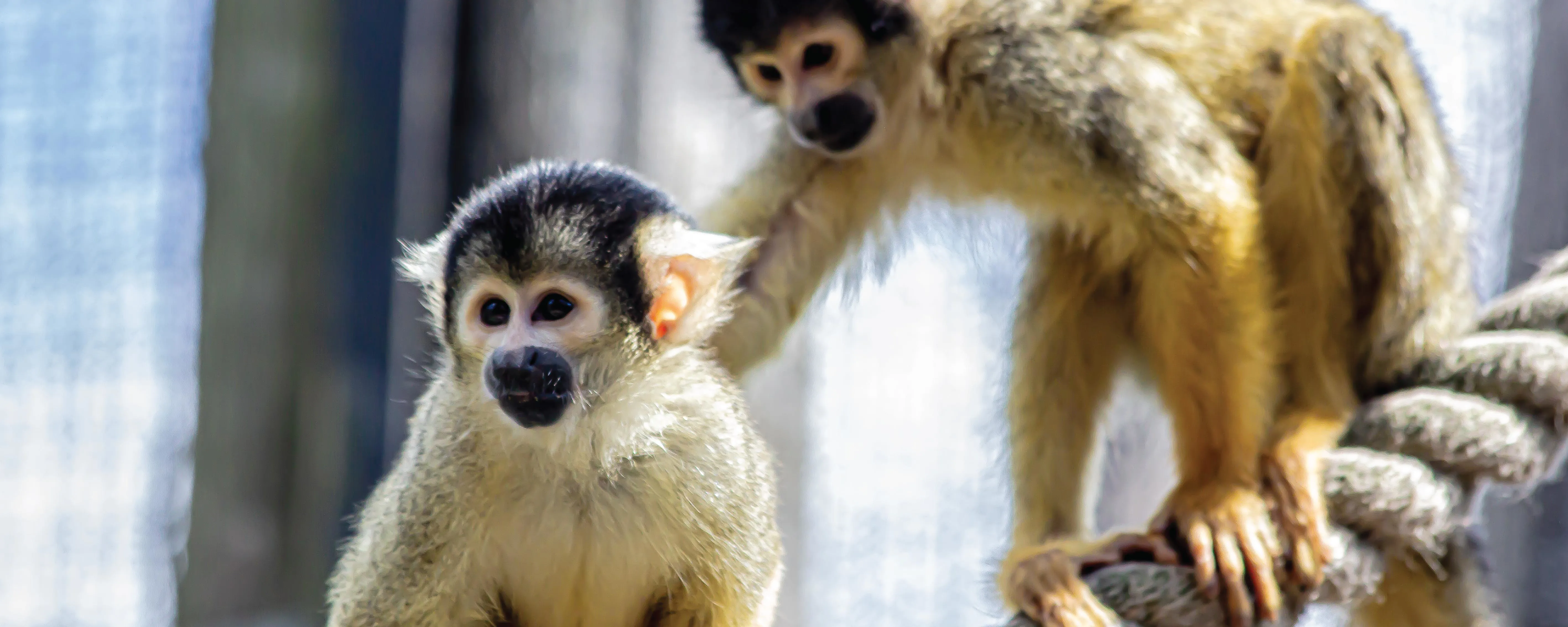 CW24 482 WOWCHER WEBPAGE Desktop Banner