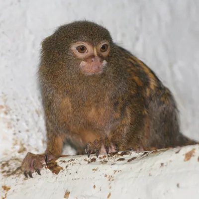 Pygmy Marmoset (1)
