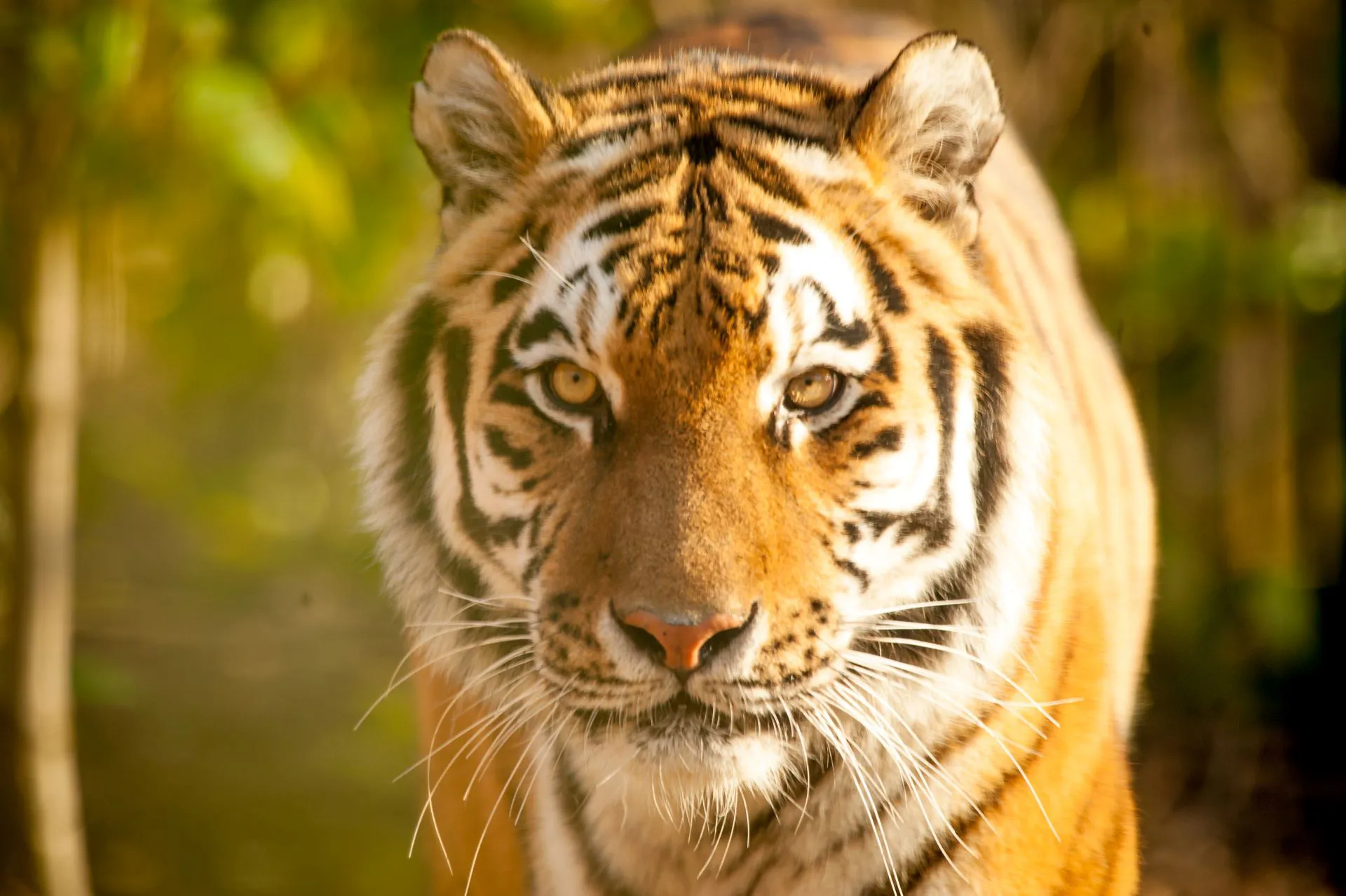 Kalinka, an Amur Tiger formerly at Chessington World of Adventures