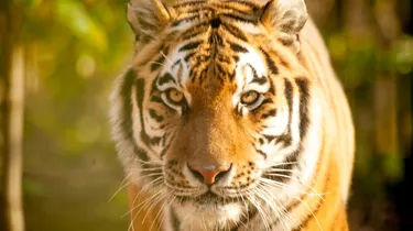Kalinka, an Amur Tiger formerly at Chessington World of Adventures