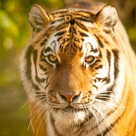Kalinka, an Amur Tiger formerly at Chessington World of Adventures